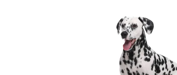 Leuke Dalmatische Hond Witte Achtergrond Ruimte Voor Tekst Banner Ontwerp — Stockfoto