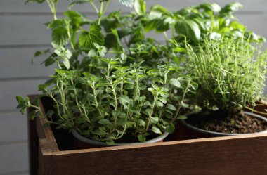 Gri duvarın yanında farklı saksı bitkileri olan sandık, yakın plan.