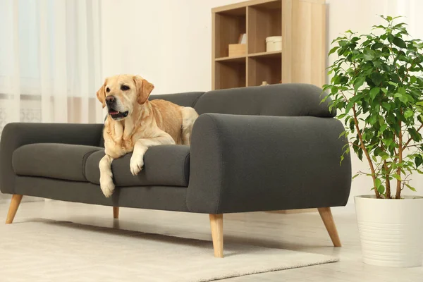 可爱而蓬松的拉布拉多猎犬躺在家里的沙发上 案文的篇幅 — 图库照片