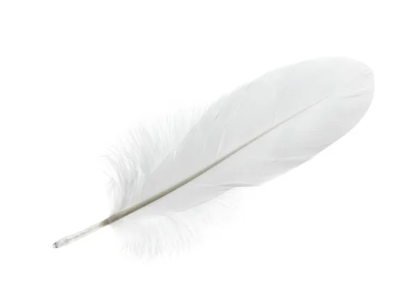 Pena Bonita Pássaro Branco Isolado Branco — Fotografia de Stock