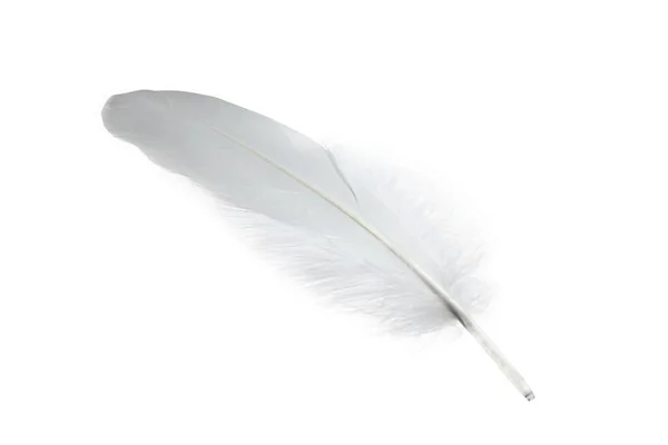 美丽的白鸟羽毛被白色隔离了 — 图库照片