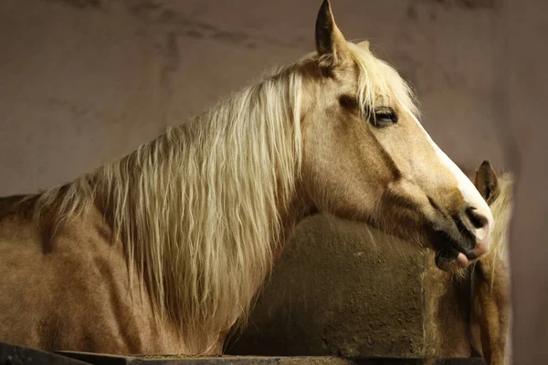 Ahırdaki Sevimli Atlar Sevimli Evcil Hayvan — Stok fotoğraf