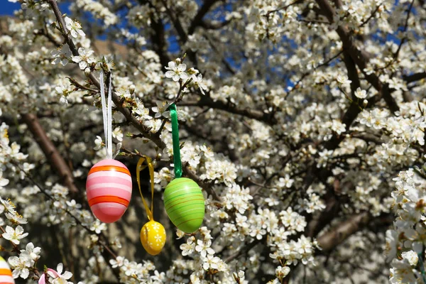 Maravilhosamente Pintados Ovos Páscoa Pendurados Árvore Cereja Florescendo Livre — Fotografia de Stock
