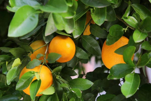 Apelsiner Bland Gröna Blad Träd Utomhus Närbild — Stockfoto