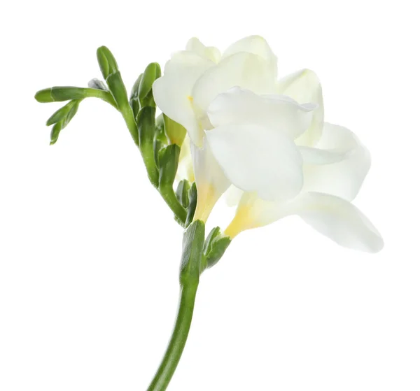 Hermosa Flor Freesia Con Tiernos Pétalos Aislados Blanco — Foto de Stock