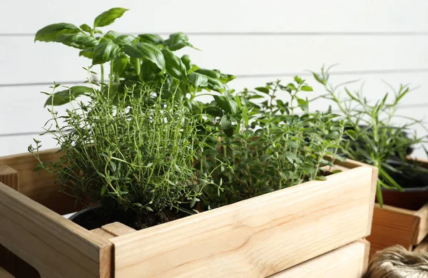 stock image Crate with different potted herbs near white wall, closeup