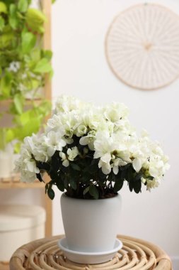 Güzel açelya çiçeği saksısında ahşap masada kapalı alanda.