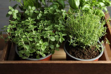 Ahşap sandıkta farklı aromatik saksılar, yakın plan.