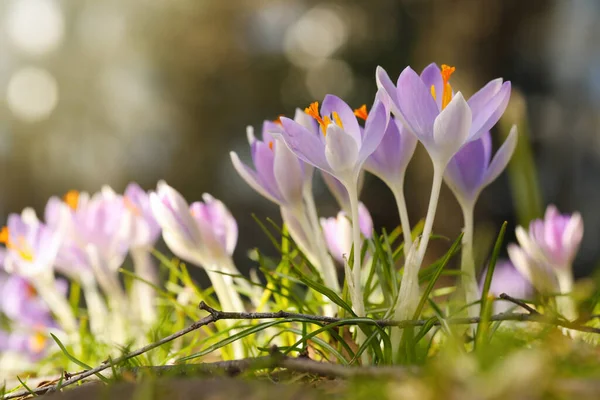 Gyönyörű Crocus Virágok Nőnek Szabadban Közelről — Stock Fotó