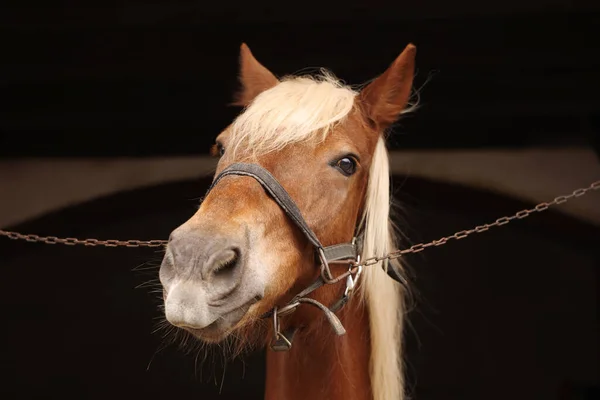 Uroczy Koń Mostkami Stajni Piękny Udomowiony Zwierzak — Zdjęcie stockowe