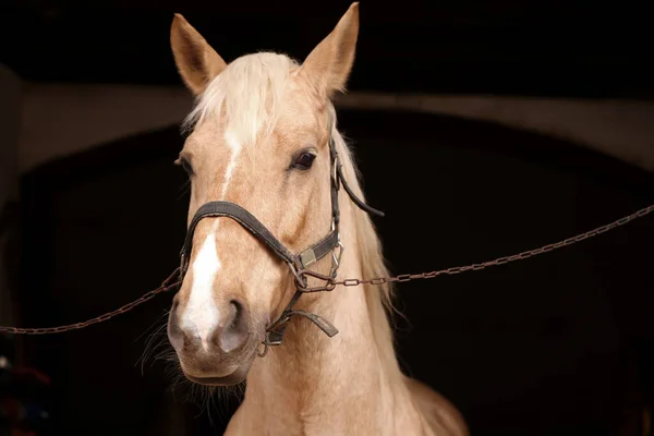 Rozkošný Kůň Uzdami Stáji Krásný Domácí Mazlíček — Stock fotografie