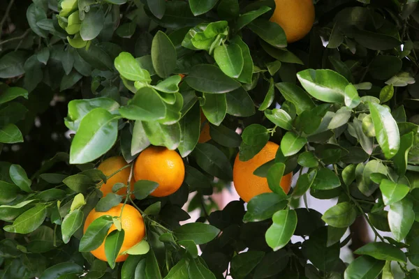 Апельсины Среди Зеленых Листьев Открытом Воздухе Крупным Планом — стоковое фото