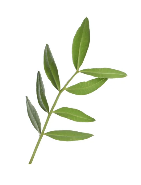 Branch Fresh Green Leaves Isolated White — Stock Photo, Image