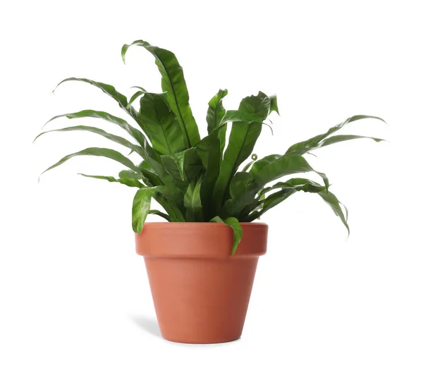 Schöne Aplenium Pflanze Terrakottatopf Isoliert Auf Weiß Hausdekoration — Stockfoto