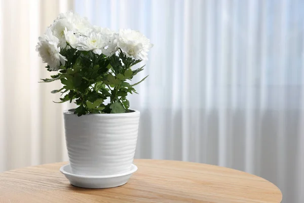 Schöne Chrysanthemenblüten Topf Auf Einem Holztisch Haus Raum Für Text — Stockfoto