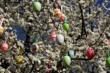 Güzel boyanmış Paskalya yumurtaları açık havada kiraz ağacında sallanıyor.