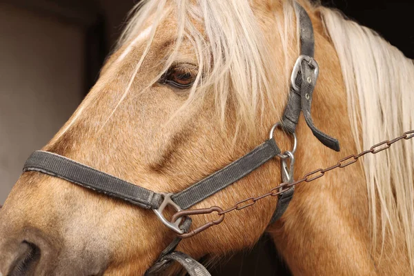 ブライユ付きの愛らしい馬を閉じます 素敵な家畜ペット — ストック写真