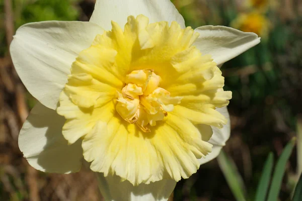 Beautiful Yellow Daffodil Outdoors Spring Day Closeup — Stockfoto