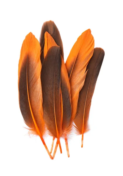 Много Красивых Оранжевых Перьев Птицы Изолированы Белом Вид Сверху — стоковое фото