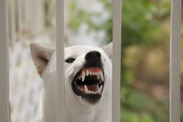 Shiba Inu Dog Metal Fence Outdoors Closeup — Stock Photo, Image