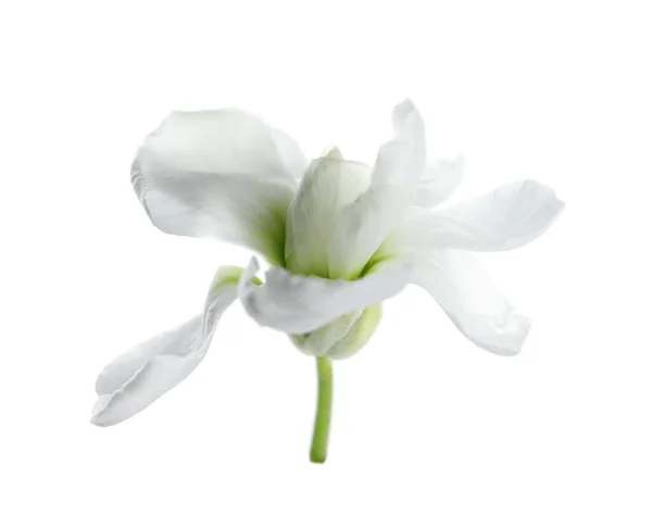 Schöne Blume Mit Zarten Blütenblättern Isoliert Auf Weiß — Stockfoto
