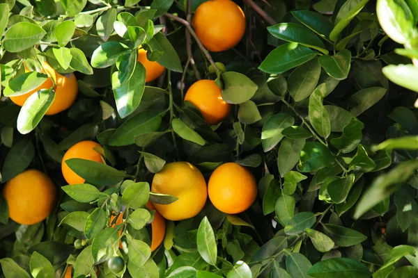 Güneşli Bir Günde Taze Portakallı Ağaç — Stok fotoğraf