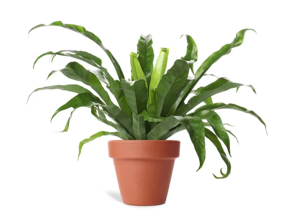 Prachtige Asplenium Plant Terracotta Pot Geïsoleerd Wit Huisinrichting — Stockfoto