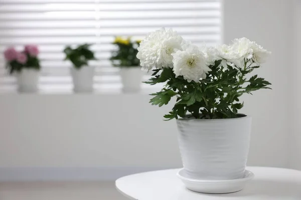 Schöne Chrysanthemenpflanze Blumentopf Auf Weißem Tisch Zimmer Platz Für Text — Stockfoto