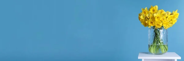 Красивые Нарциссы Вазе Белом Столе Светло Голубом Фоне Место Текста — стоковое фото