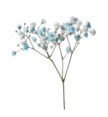 Güzel renkli çigila dalı beyaza izole edilmiş.