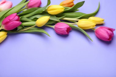 Menekşe arka planda güzel laleler, düz yatış. Metin için boşluk