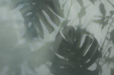 Açık arkaplanda tropikal bitkilerin gölgesi