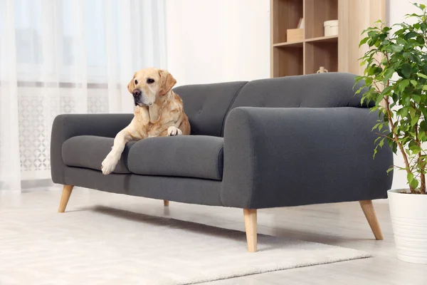 可爱而蓬松的拉布拉多猎犬躺在家里的沙发上 案文的篇幅 — 图库照片