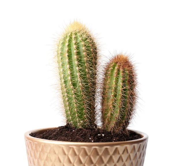 Hermosos Cactus Verdes Maceta Aislados Blanco —  Fotos de Stock