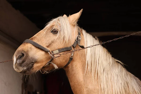 Cavalo Adorável Com Bridles Estábulo Adorável Animal Estimação Domesticado — Fotografia de Stock