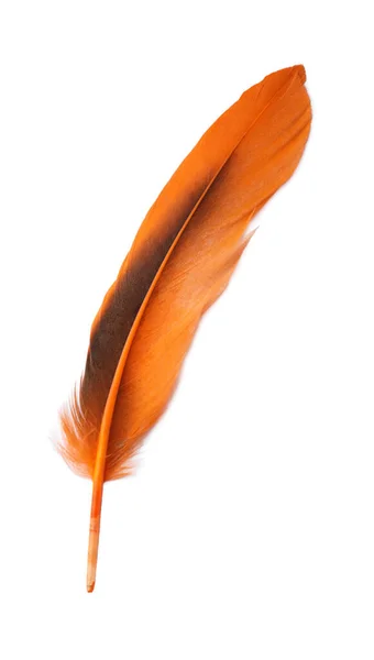 Красивое Оранжевое Птичье Перо Изолировано Белом Вид Сверху — стоковое фото