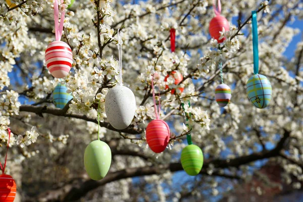 Huevos Pascua Bellamente Pintados Colgando Cerezo Flor Aire Libre — Foto de Stock
