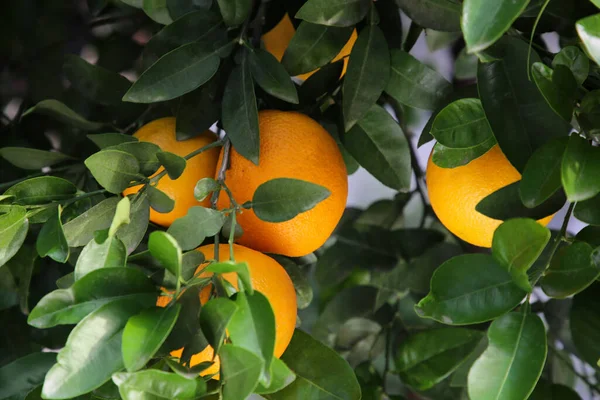 Апельсины Среди Зеленых Листьев Открытом Воздухе Крупным Планом — стоковое фото