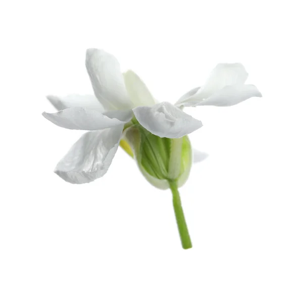 白に孤立した柔らかい花弁を持つ美しい株の花 — ストック写真