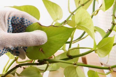 Ev bitkisine zarar görmüş yapraklarla dokunan adam kapalı alanda, yakın plan.