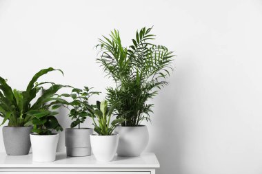 Many different houseplants in pots on chest of drawers near white wall, space for text clipart