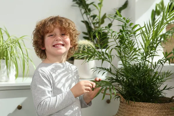 Söt Liten Pojke Nära Vackra Gröna Växter Hemma Husinredning — Stockfoto