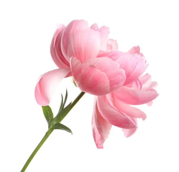 Vacker Rosa Pion Blomma Isolerad Vit — Stockfoto