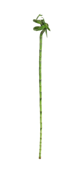Krásné Zelené Bambusové Pramení Bílém Pozadí — Stock fotografie
