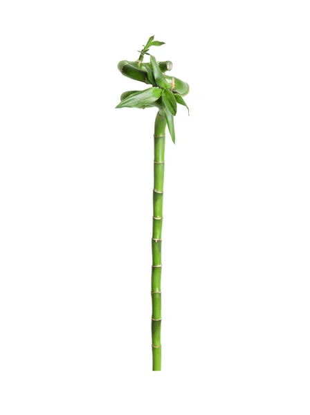 Hermoso Tallo Bambú Verde Sobre Fondo Blanco —  Fotos de Stock