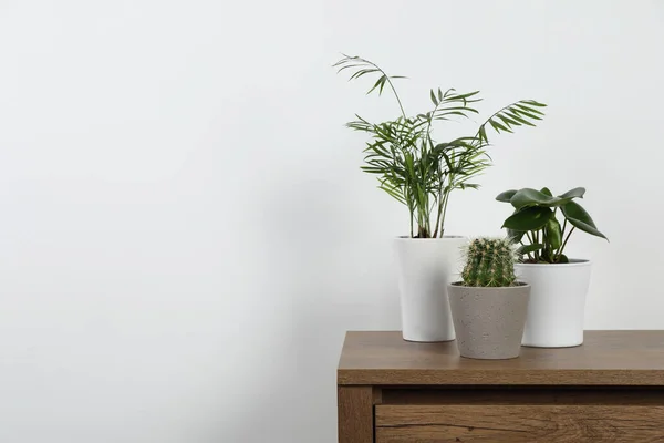 Viele Verschiedene Zimmerpflanzen Töpfen Auf Holztisch Neben Weißer Wand Platz — Stockfoto