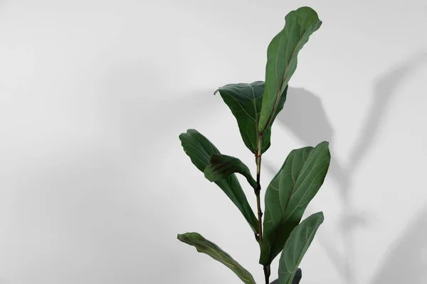 Ficus Verde Perto Parede Branca Espaço Para Texto Bonita Planta — Fotografia de Stock