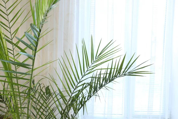 Prachtige Palmplant Met Groene Bladeren Buurt Van Gordijn Binnen Ruimte — Stockfoto