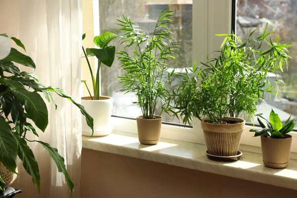 Pencere Kenarındaki Saksılarda Güzel Bitkiler — Stok fotoğraf
