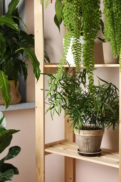 Schöne Zimmerpflanzen Töpfen Auf Holzgestell Neben Beiger Wand Hausdekoration — Stockfoto